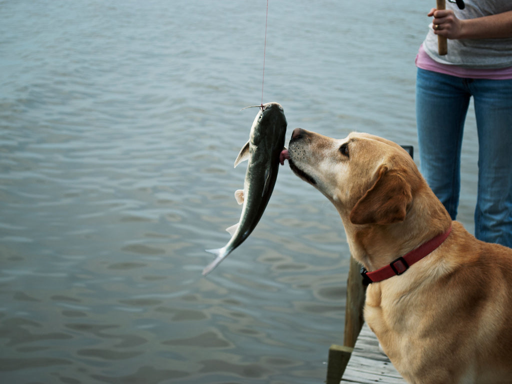 Warum Fisch gut für Hunde ist: Die ernährungsphysiologischen Vorteile verstehen